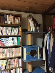 nala the cat おしゃれまとめの人気アイデア pinterest emmy nagai