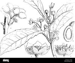 Image result for Monimiaceae