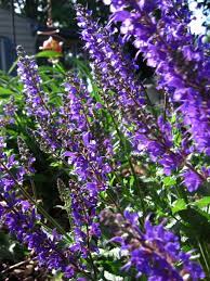 Catmint Plant Tips For Care Of Catmint Plants Purple Plants Cat Mint Plant