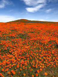 Lancaster is a charter city located in los angeles county. California S Sensational Superbloom Horses Heels