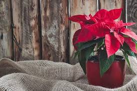 → ¡feliz navidad!, ¡felices pascuas! Poinsettia O Flor De Pascua Por Que Es La Flor Oficial De La Navidad Ecodiario Es