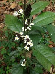 Image result for Lankesteria