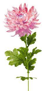 Gify Animacja Obrazki Png Kwiaty Do Dekoracji Botanical Flowers Digital Flowers Chrysanthemum Watercolor
