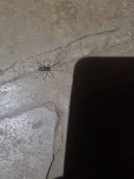 Image result for Helinus spartioides