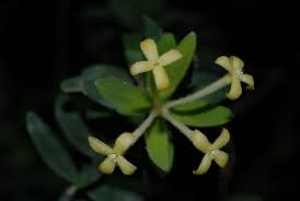 Image result for Gnidia fastigiata