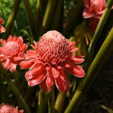 Image result for Etlingera elatior