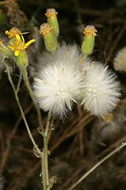 Image result for Senecio consanguineus