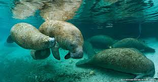 Manatee county is located in florida with a population of 373,853. Species Spotlight Florida Manatee