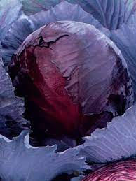 Red Express Cabbage 63 Days Cabbage Seeds Cabbage Heirloom Seeds