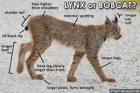 Find cats and kittens wanted, to adopt, and better than craigslist. How To Tell The Difference Between A Bobcat And A Canada Lynx Travel For Wildlife