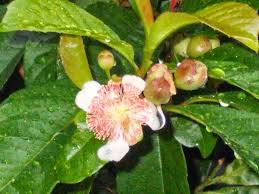 Image result for Tetracera alnifolia