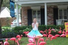 Birthday Lawn Signs Rental Calgary Signs Themes Birthday Lawn Signs Flamingo Party Flamingo Theme