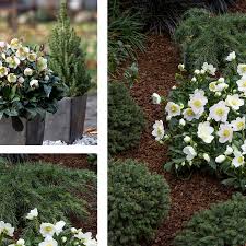Per gli amanti delle rose antiche ecco la blanc double de coubert, una bellissima rugosa dal fiore bianco e dal profumo straordinariamente intenso. Piante Di Accompagnamento Helleborus
