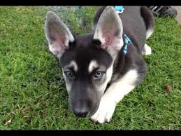 The gerberian shepsky is a crossbreed that has developed by mixing the german shepherd with the siberian husky dogs. Gerberian Shepsky Puppy Youtube