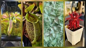 Image result for Xyris natalensis