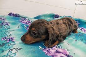 Find local dachshund in dogs and puppies in the uk and ireland. Meet Samwise A Cute Dachshund Puppy For Sale For 400 Samwise Dachshund Puppies For Sale Dachshund Puppies Dachshund Puppy