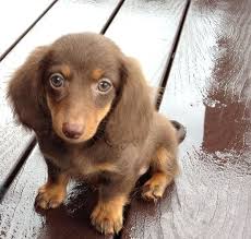 Dachshund puppies, akc registered, quality miniature dachshund puppies. 10 Week Old Dachshund Puppy Baby Dachshund Cute Puppies And Kittens Dachshund Puppies