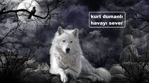 kurt dumanli havayi sever