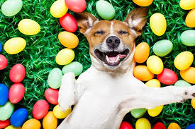 Check spelling or type a new query. Free Adoptions This Weekend At Atlanta Humane Society Atlanta Ga Patch