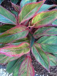 Also it is one of hybrid philodendrons. 23 Of Our Favorite Low Light Houseplants Low Light Plants Bathroom Plants Low Light Plants