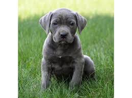 Find cane corsos puppies & dogs for sale uk at the uk's largest independent free classifieds site. Cane Corso Dog Female Blue Brindle 2089245 Petland Lewis Center