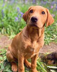 For sale, akc labrador retriever dark yellow/fox red puppies taking deposits now! 7 Facts You Need To Know Before Adopting A Fox Red Lab K9 Web