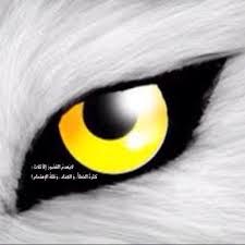 قصيدبدوي Alalilalqarni Twitter