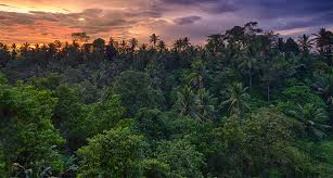 Click here to find more specialized picture subreddits. Tree Planting May Buy More Time To Fight Climate Change Than Thought Science News