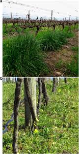 General browning of the lawn, similar to drought stress. An Ecological Future For Weed Science To Sustain Crop Production And The Environment A Review Springerlink