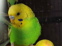 Cockatoos meet each other in pet store hilarity ensues. Top 20 Pet Shops For Birds In Panvel Best Bird Shops Mumbai Justdial