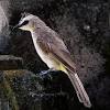 Mengenal burung cucak keling jantan dan betina #cucakkeling #camperling #cucakkembang #ciricucakkelingjantan #ciricucakkelingbetina. Https Encrypted Tbn0 Gstatic Com Images Q Tbn And9gcrhgkmlftjkbtxcg3pceqbmkgv0ntgxq0kzkewmwr8dytpp9wj Usqp Cau