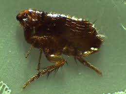 For more than 10 years experience, we have gone over and above our clients' expectations by permanently getting rid of their termite problems. Exterminator Iowa City All American Pest Control