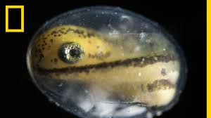 What does the zygote begin with? See A Salamander Grow From A Single Cell In This Incredible Time Lapse Short Film Showcase Youtube
