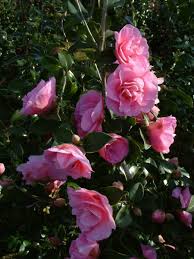 Camellia X Williamsii Brigadoon