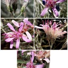 Image result for Pleiotaxis argentea