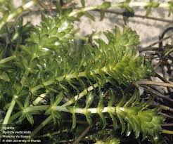 Image result for Hydrilla