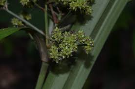 Image result for Hypolytrum