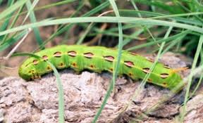 If you ask any gardener, there are very few good caterpillars. these eating machines can lay waste to a garden over the course of a few days and nights, often leaving vegetables inedible and dying. Whitelined Sphinx Bugwoodwiki