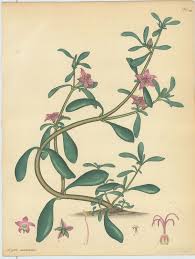 Image result for Aizoon virgatum