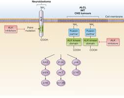 Image result for ALK Inhibitor