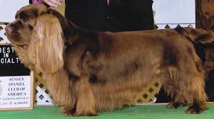 Image result for sussex španěl