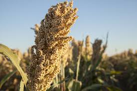 We did not find results for: A Look Into How Grain Sorghum Is Grown Sorghum Unique Plants How To Grow Taller