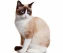 Snowshoe Kittens for Sale - Adoptapet