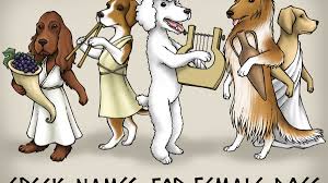 Sounds like it is from hawaii. 101 Greek Goddess Names That Make Epic Female Dog Names Pethelpful