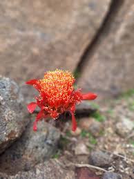 Image result for Diclis reptans