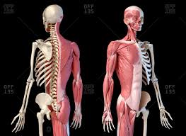 Back of the head muscle structure and nerve system diagram. Skeletal Stock Photos Offset