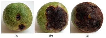 Image result for Walnut blight
