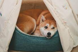 Shopping we only recommend products we love and that we think you will, too. Top 5 Best Cave Enclosed Dog Beds Dogvills