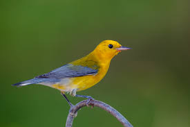 Yellow warblers are the most widespread species in the diverse genus setophaga, breeding in almost the whole of north america, the caribbean, and down to northern south america. Prothonotary Warbler Audubon Field Guide