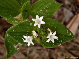 Image result for Richardia brasiliensis